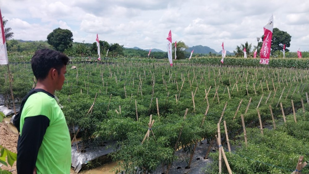 Panah Merah Sukses Kembangkan Perkebunan Desa Gumbil