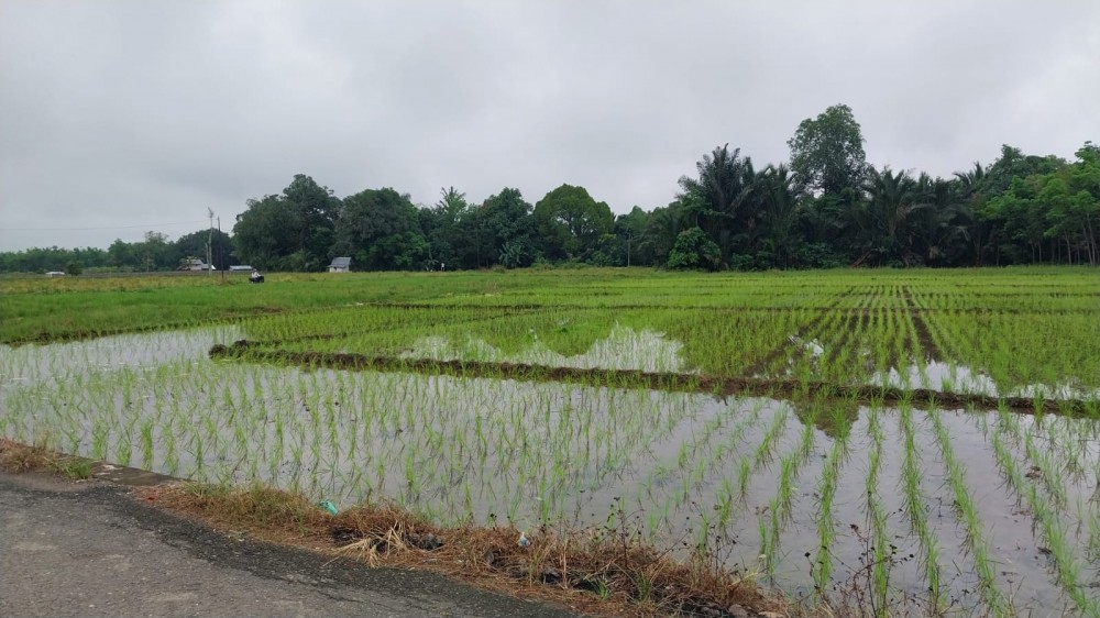 Sawah Gumbil Kembali Hijau, Petani Mulai Tanam Padi