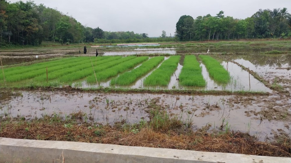 Sawah Gumbil Kembali Hijau, Petani Mulai Tanam Padi